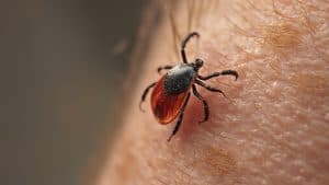 Uncovering the Complexities of Lyme Disease and Pursuing Effective Treatment