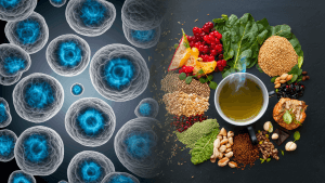 Unlocking the Regenerative Power of Stem Cells Through Nutrition