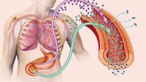 Glucose: The Overlooked Key to Long-Term Wellness?