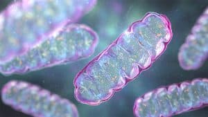 Unraveling the Mysteries of Mitochondria and Their Role in Aging and Disease