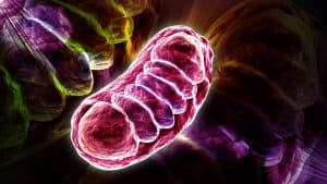 Unraveling the Mysteries of Mitochondria: From Energetics to Signaling Roles