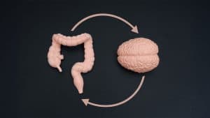 The Intricate Connection Between the Gut and Brain