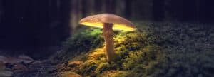 Ensuring the Quality and Safety of Medicinal Mushroom Supplements